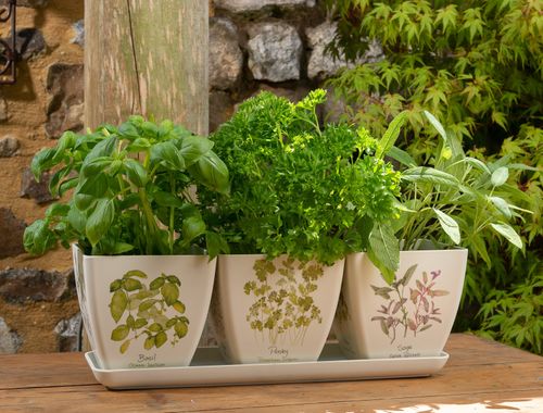 Eco Pots - Bamboo